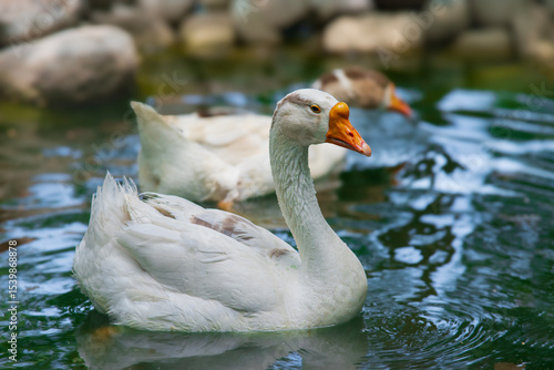 white goose in the water