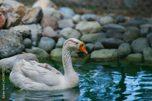 swan on the water