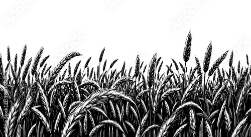 Wheat Field in Black and White