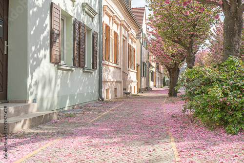 Baumblüte in Werder