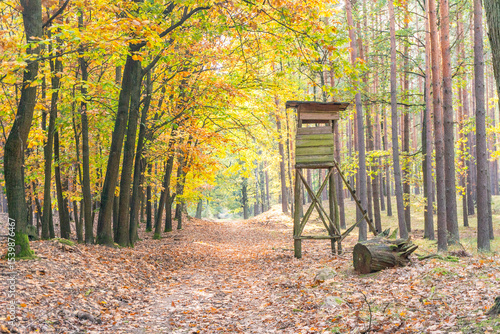 Waldweg im Herbst