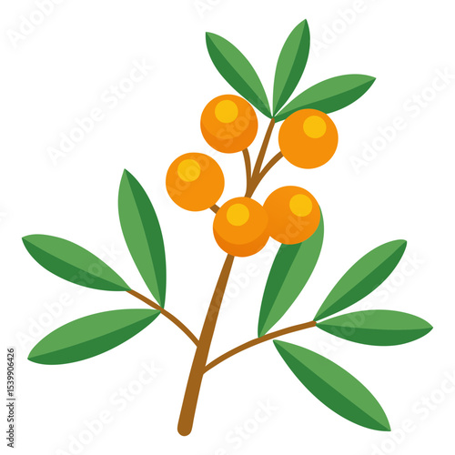 Illustration of sea buckthorn branch with orange berries and green leaves vector design art