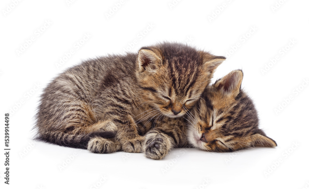 Fototapeta premium Two sleeping kittens.