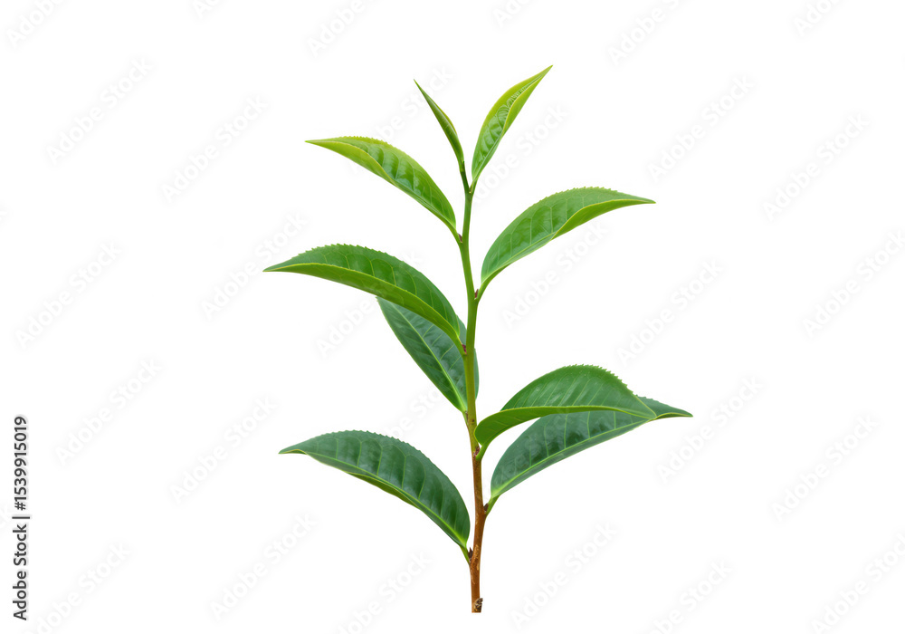 Fototapeta premium Fresh green tea leaves sprig isolated on transparent background
