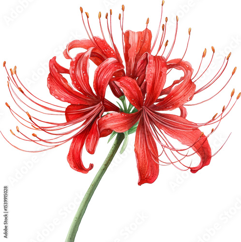 spider lily flower watercolor art drawing painting 