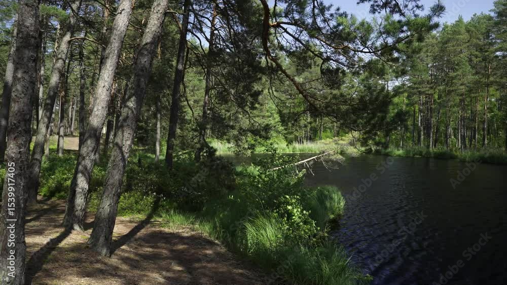 Forest lake with reflection in summer. Green grass on the shore and lilies in the water. Tall pines are reflected in the water. Forest lake with reflection in summer. Green grass on the shore and lilies in the water. Tall pines are reflected in the water.