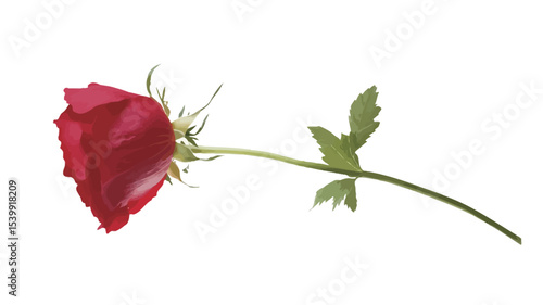 Close-up image of a single red rose against a pure white background. The rose is shown in profile view, displaying its petals, stem, and leaves in sharp detail. The lighting is even, with no harsh