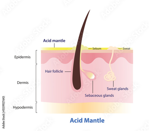 Structure of skin layer with acid mantle on surface vector illustration. The acid mantle is natural, slightly acidic film, composed of sebum, sweat and dead skin cells. Skin care and beauty concept.