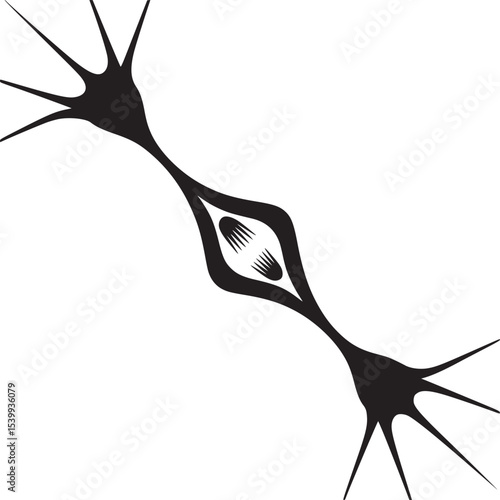 A black and white graphic of a cell division process with spindle fibers and chromosomes visible clearly