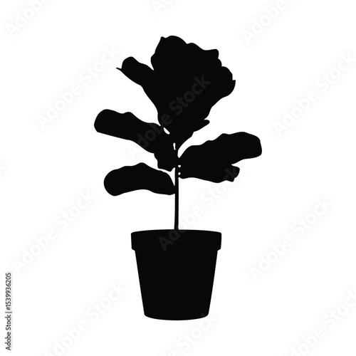 Fiddle Leaf Fig Plant Black Silhouette Potted Plant