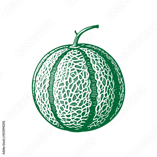 Hand-drawn Cantaloupe Melon Illustration