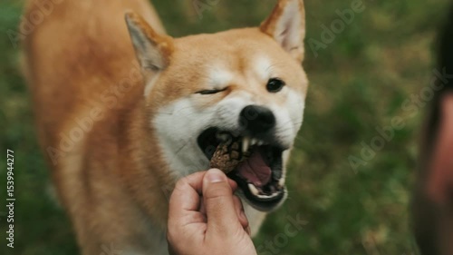 young man owner giving shiba inu dog a pine cone to chew during summer park walk playful outdoor pet bonding concept nature