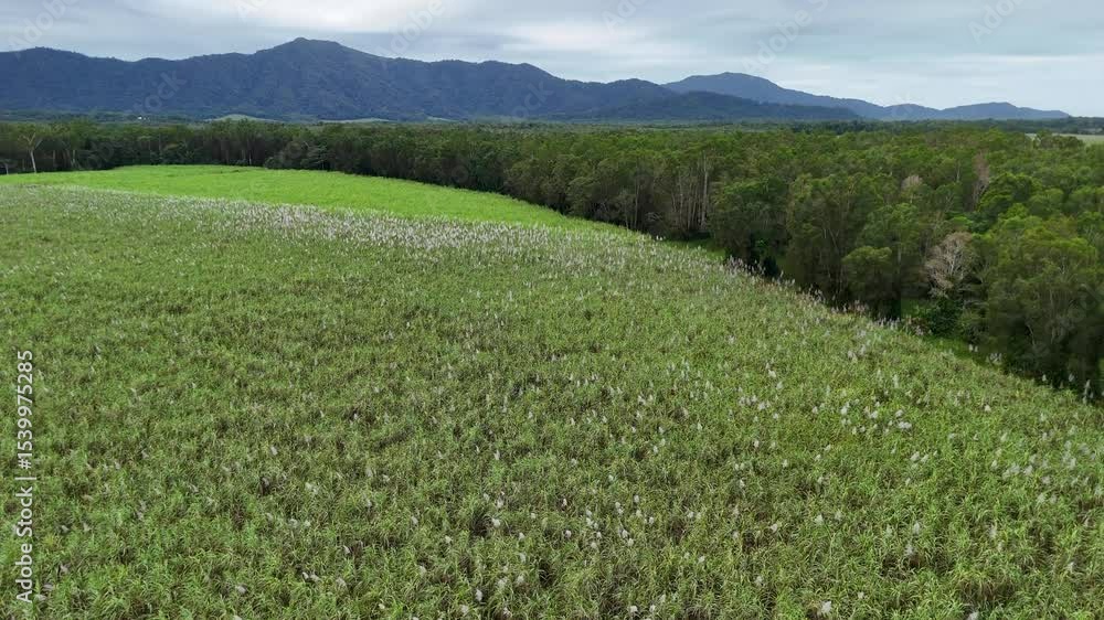 Drone Flyover of Lush Sugarcane Fields in Queensland Drone Flyover of Lush Sugarcane Fields in Queensland