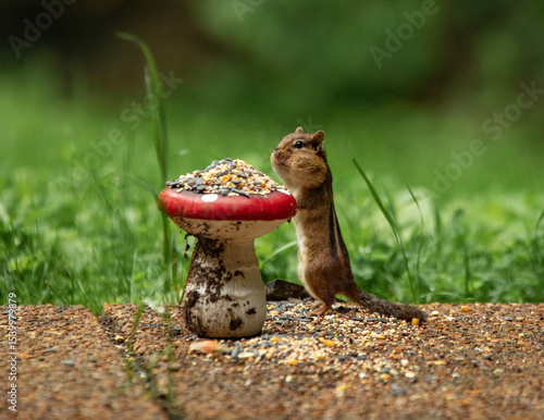 Great smoky mountains endangered species: eastern chipmunk on a mushroom 