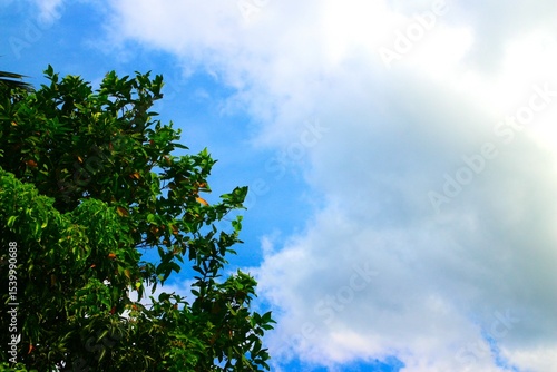 Green crown trees view from below into the sky. Green crown of trees against the sky. View of the sky through the trees from below