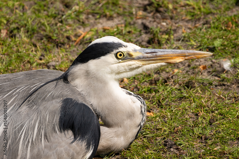 Obraz premium Close-up of a grey heron with yellow eye and long beak on grass