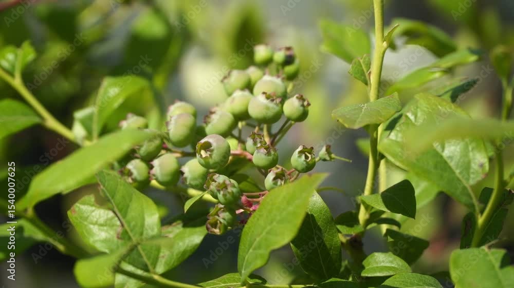 Unripe blueberries clustered on a branch surrounded by green leaves, captured in soft natural light. Early stage of fruit development in a cultivated garden. Unripe blueberries clustered on a branch surrounded by green leaves, captured in soft natural light. Early stage of fruit development in a cultivated garden.