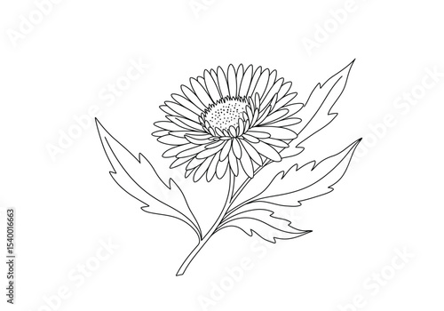 Aster drawing. It is a black and white outline image of an aster flower with numerous thin petals, a textured center, a stem, and detailed leaves, in a sketch style. Vector sketch line art draw.