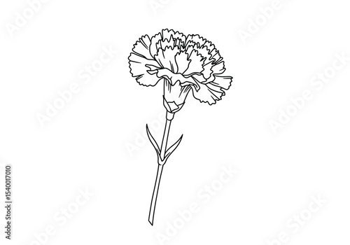 Carnation flower drawing. It is a black and white outline image of a single carnation flower, its characteristic ruffled petals, calyx, and stem with nodes. Vector sketch line art draw.