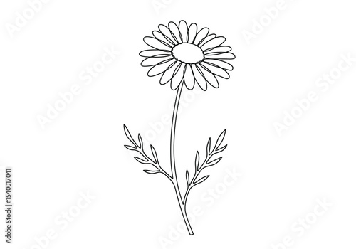 Chamomile flower drawing. A black and white outline image of a single chamomile flower, a daisy, with petals, a central disk, a slender stem, and delicate leaves. Vector sketch line art draw.