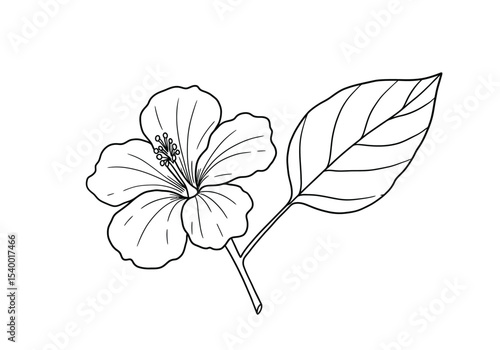 Gumamela drawing. A black and white outline image of a single gumamela flower, also known as hibiscus, with its prominent stamen, broad petals, and a distinct leaf. Vector sketch line art draw.