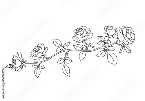 Rose vine drawing. It is a black and white outline image of a winding rose vine, featuring multiple blooming roses, buds, leaves, and thorns along its length. Vector sketch line art draw.