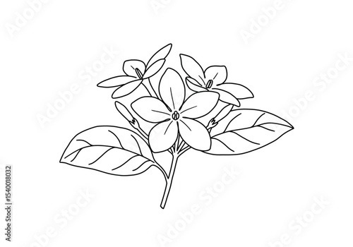 Sampaguita drawing. It is a black and white outline image featuring a cluster of sampaguita flowers, also known as Arabian jasmine, with multiple small blooms, buds. Vector sketch line art draw.