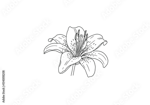 Tiger lily drawing. A black and white outline image of a single tiger lily flower, its distinct spotted petals, prominent stamens, and an open, downward-facing bloom. Vector sketch line art draw.