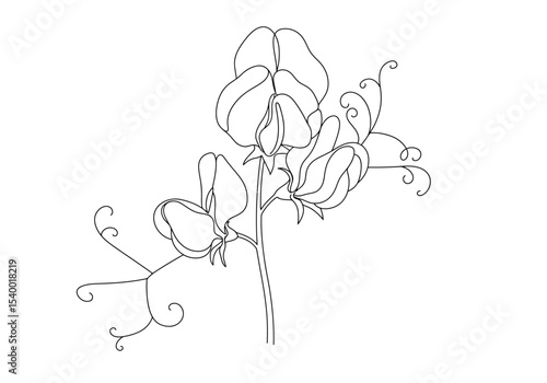 Sweet pea flower drawing. A black and white outline image of a sweet pea flower cluster, featuring multiple distinctive winged petals, buds, delicate tendrils on a stem. Vector sketch line art draw.