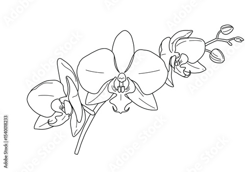 Tropical flower drawing. A black and white outline image of an orchid branch, featuring several open blooms with distinct petal shapes and multiple unopened buds. Vector sketch line art draw.