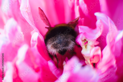 A small fluffy worker flying winged insect yellow and black bumblebee bee collecting honey nectar in a bright pink fragrant garden flower peony and falling asleep among the petals after hard work.