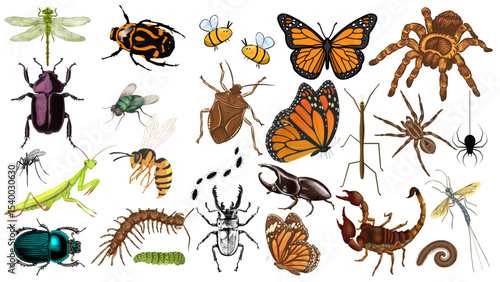 Illustration showcasing a diverse collection of insects spiders and other arthropods on white background