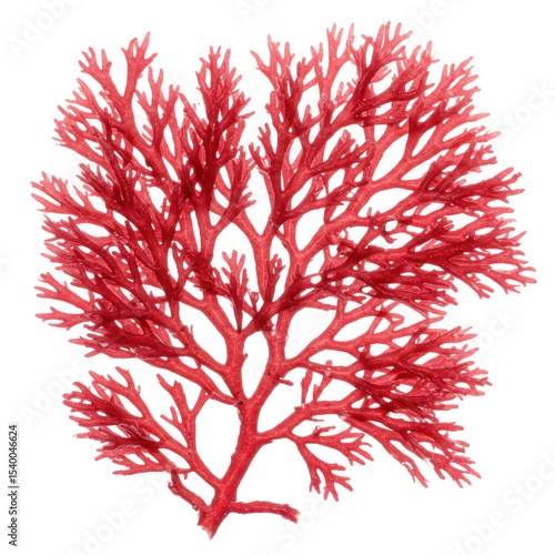 Red seaweed specimen isolated on transparent background