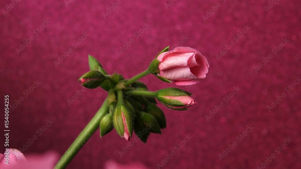 Fototapeta premium Kwiat pelargonii zwinięty w rulon, z widocznymi pąkami w fazie rozkwitania