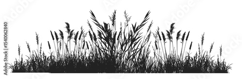 silhouette cattails reeds wild grass river bank swamp coastal plants