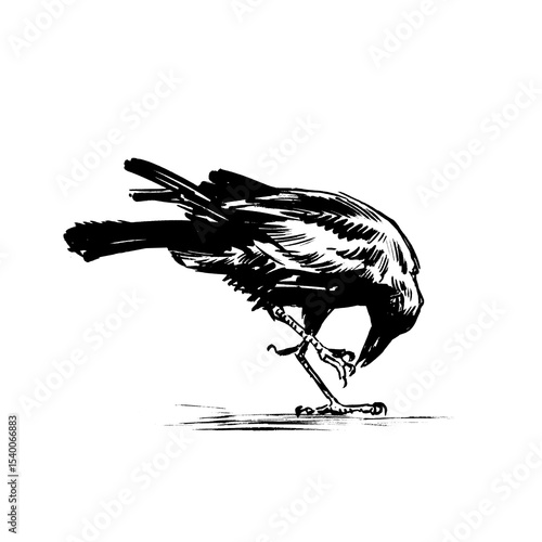 A hand-drawn picture of a crow
