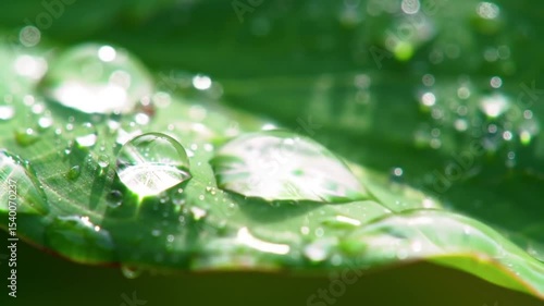 Wallpaper Mural A close up of a green leaf covered in water droplets glistening in the bright sunlight outdoors today Torontodigital.ca