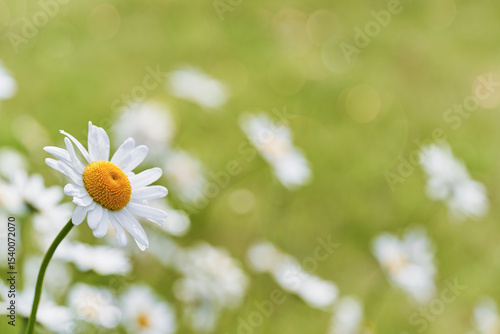 Close-up of a wild chamomile flower blooming in a meadow.  Bright, green, blurred background.