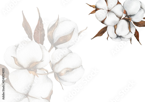Hand Drawn Cotton Flowers Watercolor Illustration. Cotton Balls isolated on white. Floral Watercolor Art. Cotton Plant watercolor drawing. Cotton Branches Hand Painted Isolated. Eco and organic design