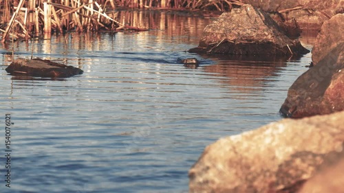 The muskrat swims to the rocks.
