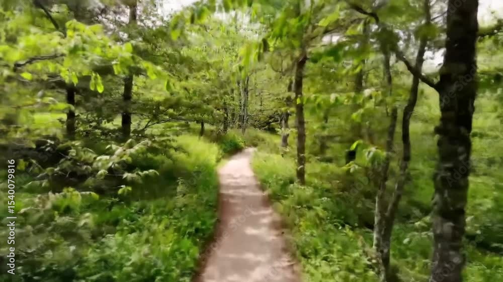 Hiking Trail Through Lush Green Forest Scenery For Relaxation Hiking Trail Through Lush Green Forest Scenery For Relaxation