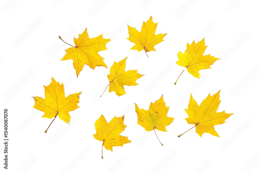 Fototapeta premium Golden autumn leaves in motion isolated on transparent png background