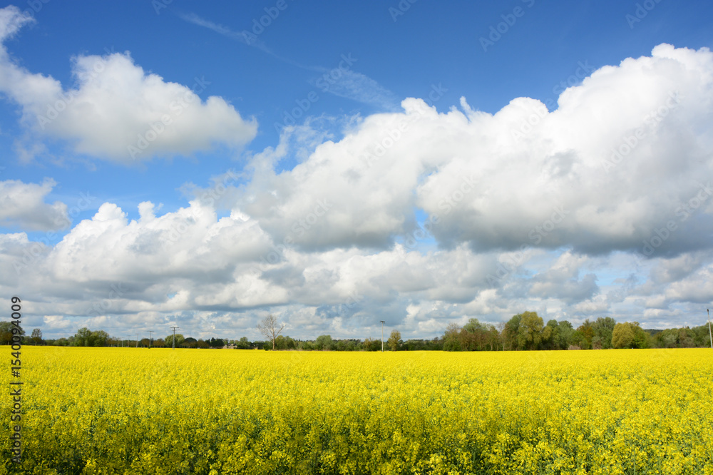 Rapsblüte, Feld, Himmel, Wolken, Frühling Rapsblüte, Feld, Himmel, Wolken, Frühling