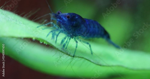 Blue shrimp Neocaridina heteropoda eating algae on a large green leaf of Echinodorus uruguayanus. Close-up of the shrimp in a freshwater aquarium tank.