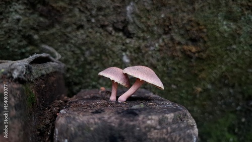 
A close-up image of two small pink mushrooms growing side by side on a mossy, decaying wooden surface. The background is beautifully blurred