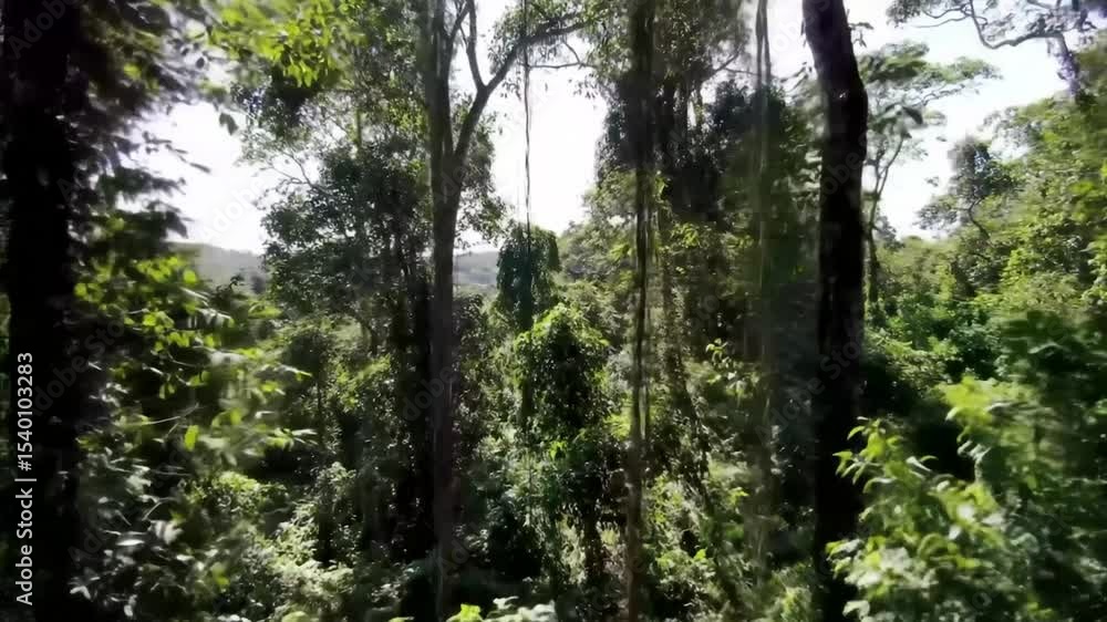 Lush Jungle Canopy Views From Above With Dense Green Flora Lush Jungle Canopy Views From Above With Dense Green Flora