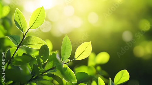 Green leaves with sunlight shining through. Image for nature, freshness, growth, and environment