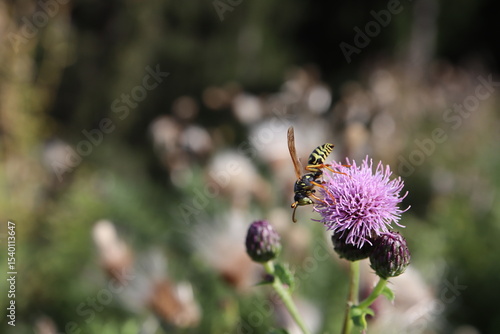 Männliche Wespe auf Distelblüte 