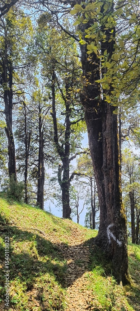 Fototapeta premium Empty Hiking Trail with Tree Pointing the Way in Serene Forest