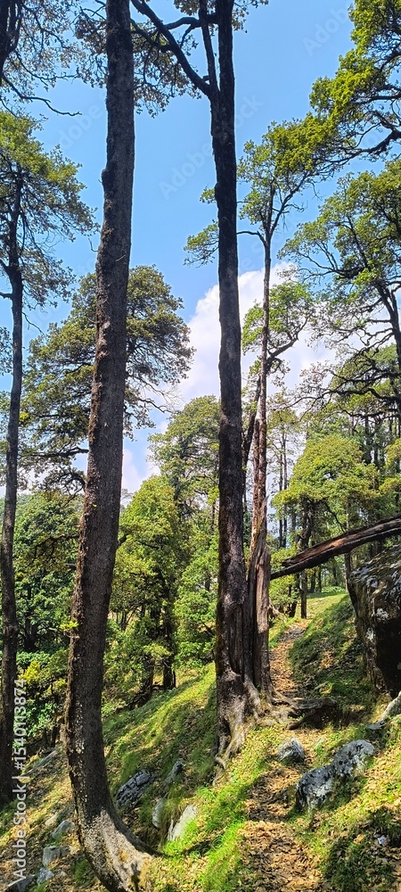 Fototapeta premium Cinematic Forest Trail with Standing and Fallen Tree Forming Natural Doorway